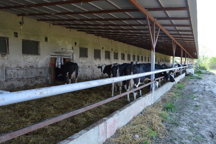 Krowy w boksie zewnątrznym w miejscu, gdzie doszło do wypadku